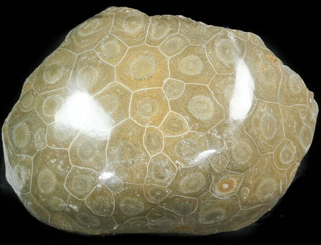 Polished Fossil Coral Head - Morocco #44926